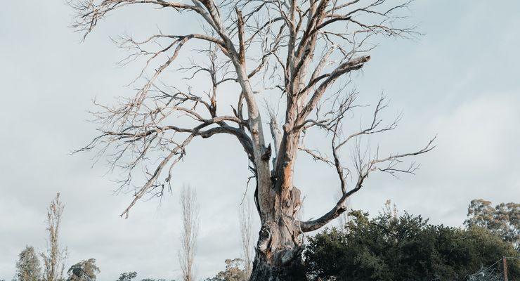 Bagaimana Pohon Bisa Mati dan Apa yang Terjadi Setelahnya?