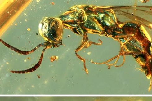 Terjebak di Fosil Damar 99 Juta Tahun, Warna Serangga Purba Ini Masih Awet