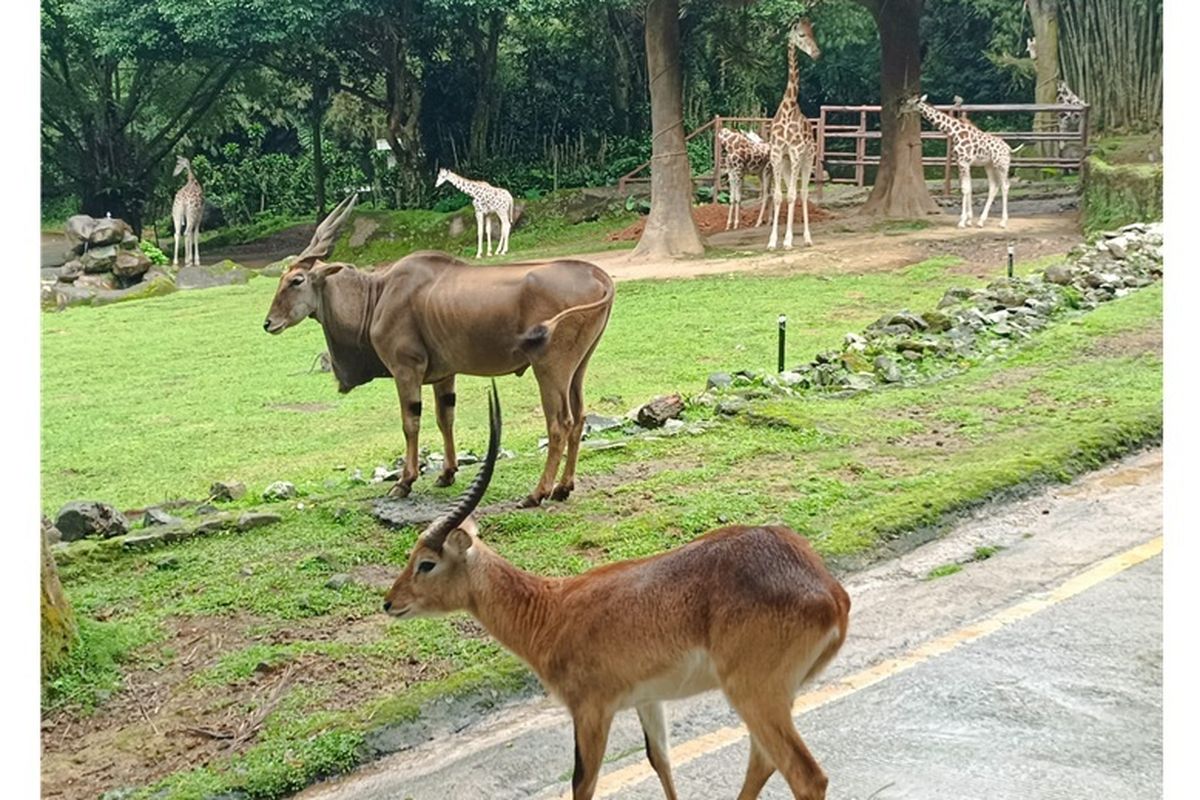 Bagi Taman Safari, momen Hari Keanekaragaman Hayati selalu menjadi pengingat arti penting kerja konservasi yang konsisten