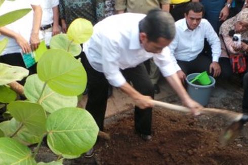 Jokowi Batal Lihat Pohon Pemikat Burung di Waduk Pluit