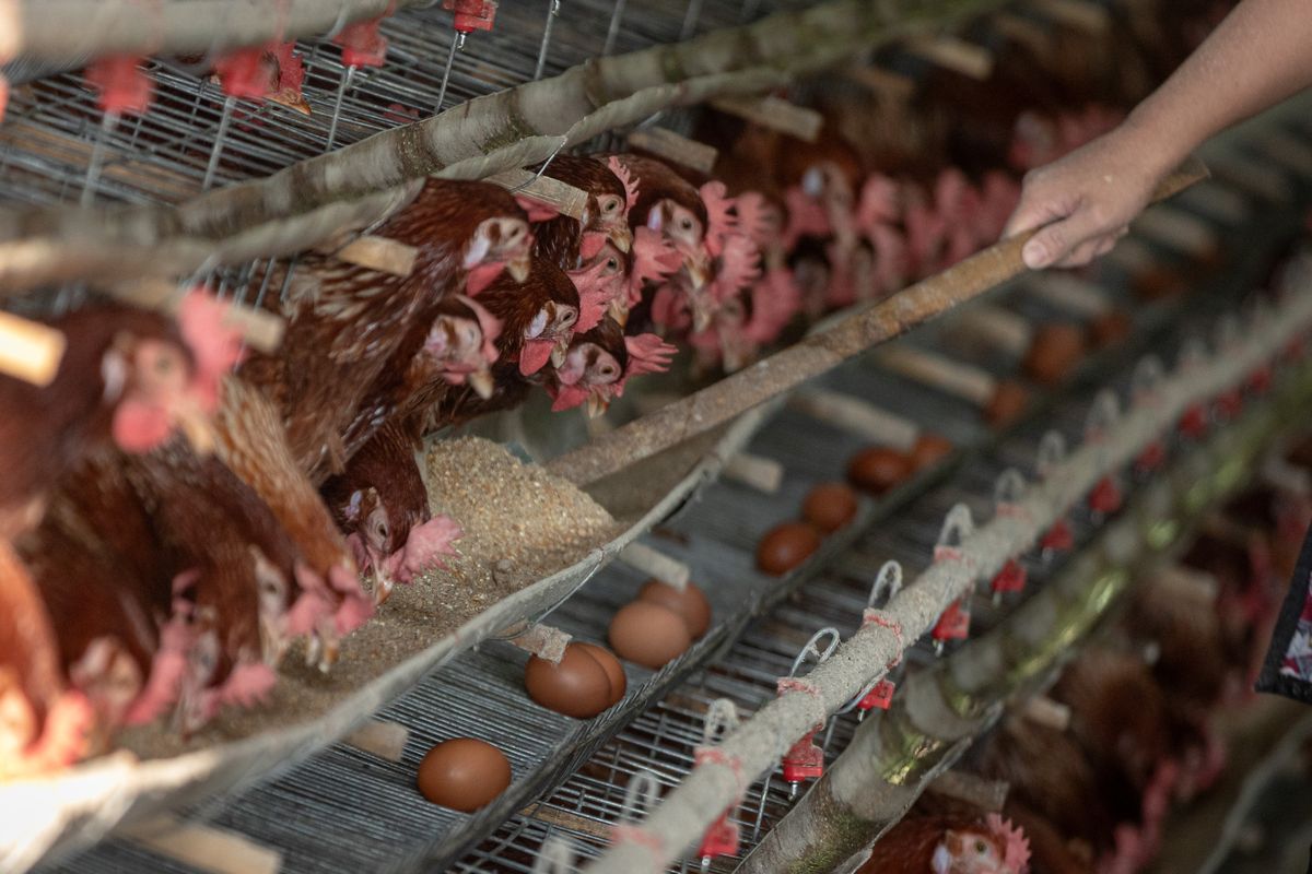 Peternak memberi pakan ke ayam ras petelur di sentra peternakan ayam petelur Desa Kalisidi, Kecamatan Ungaran Barat, Kabupaten Semarang, Jawa Tengah, Kamis (8/5/2025). Kementan akan memfasilitasi ekspor 1,6 juta butir telur per bulan ke Amerika Serikat dimana potensi produksi komoditas telur ayam ras nasional 2025 dapat mencapai 6,5 juta ton atau potensi surplus 288,7 ribu ton yang setara dengan lima miliar butir telur. 