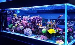 5 Tips Hemat Listrik untuk Pemilik Akuarium di Rumah