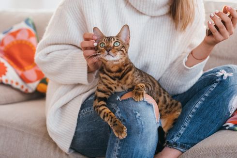 6 Alasan Mengapa Kucing Suka Duduk di Pangkuan Kita