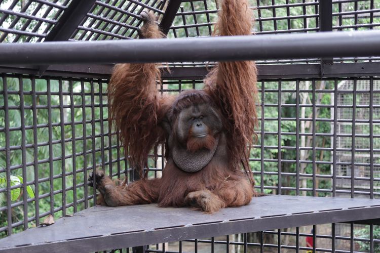 Orangutan Dodo