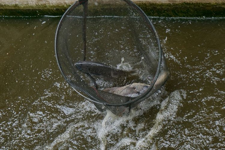 Ilustrasi budidaya ikan gurami di kolam beton. 