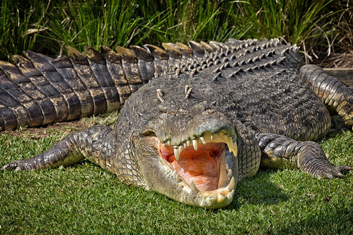 7 Fakta Buaya Air Asin, Reptil Terbesar di Bumi Halaman all - Kompas.com