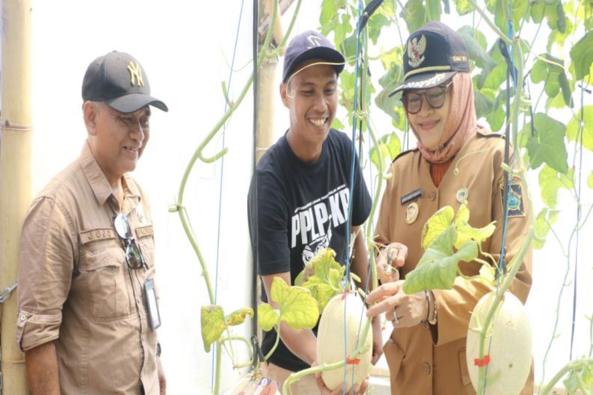 Mantan Penjabat Bupati Kulon Prono Ni Made Dwipanti Indrayanti panen melon di Bugel. 