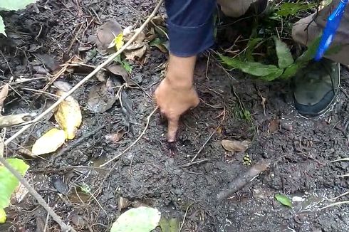 Heboh Harimau di Kampus Unsri, BKSDA Sumsel: Ternyata Jejak Kaki Babi Hutan