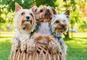 7 Barang Rumah Tangga yang Beracun bagi Anjing Peliharaan, Singkirkan