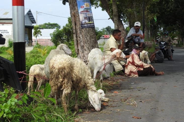 Pedagang kambing terpaksa jualan di pinggir jalan akibat sterilisasi pasar hewan di Lumajang, Jumat (27/5/2022)