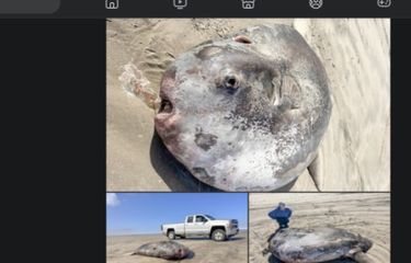 Ikan Mola-mola Raksasa Terdampar di Pantai AS, Spesies Mola ...