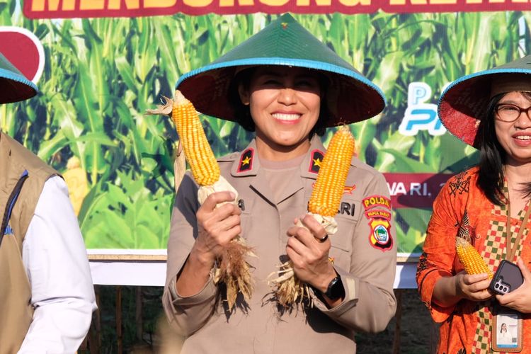 Papua Barat Mulai Panen Bibit Jagung, Target Tak Lagi Bergantung dari Jawa