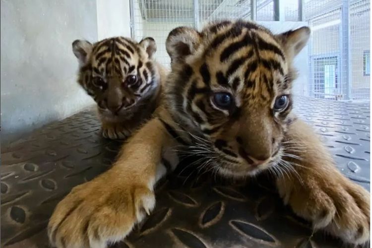 Dua ekor bayi harimau sumatera lahir di Kebun Binatang Amiens Metropolo di Perancis, masing-masing diberi nama Rimba dan Toba. Keduanya lahir dari induk harimau sumatera bernama Menya pada 22 Maret sebagai hasil dari program European Breeding Program of Sumatran tigers.
