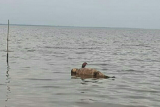 Dua Bangkai Dugong Mengapung di Tepi Pantai di Dumai