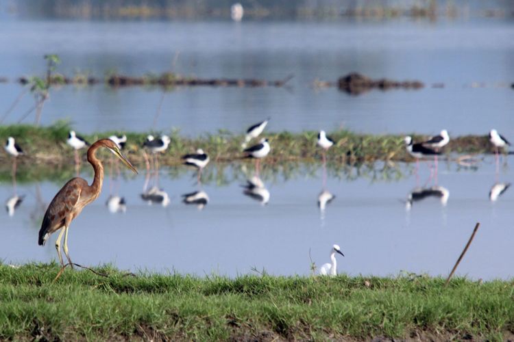 Seekor Cangak Merah (Ardea purpupurea) di antara burung gagang bayam di kawasan lahan basah. Belum ada catatan keberadaan bangau hitam di Gorontalo. 