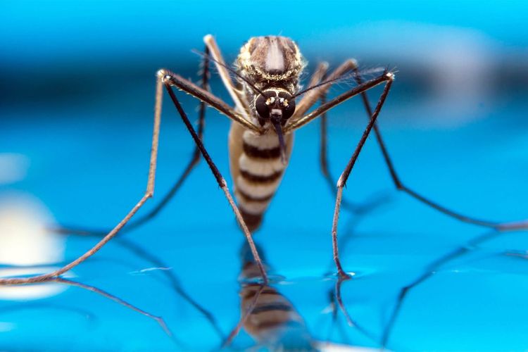 Ilustrasi nyamuk ditemukan di Islandia untuk pertama kalinya.