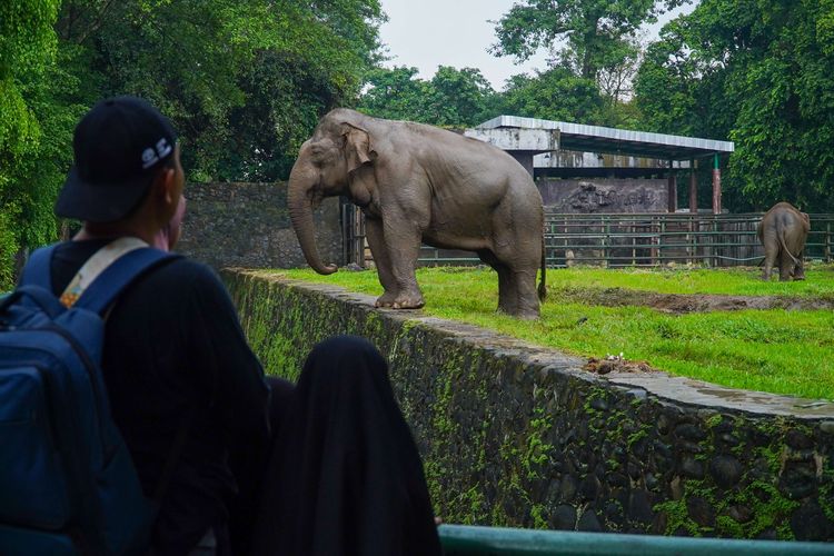 Pengunjung melihat gajah di Taman Margasatwa Ragunan, Jakarta, Sabtu (28/6/2025). Libur panjang akhir pekan dimanfaatkan warga Jakarta dan sekitarnya untuk berlibur bersama keluarga. Untuk masuk Taman Margasatwa Ragunan, pengunjung membayar tiket sebesar Rp 3.000 untuk anak-anak dan Rp 4.000 untuk dewasa.