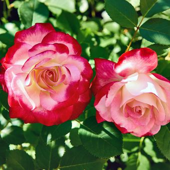 Ilustrasi bunga mawar jenis double delight.