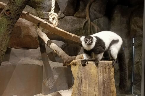 Lemur Hitam Putih, Satwa Baru di Jakarta Aquarium