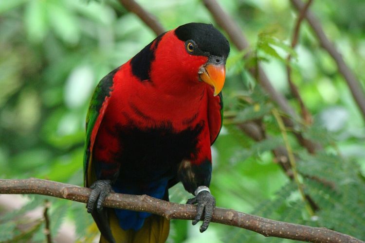 Ilustrasi burung nuri kepala hitam (Lorius lory).