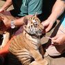 Anak Harimau Kedua di Bandung Zoo Mati, Terinfeksi Virus dari Induk