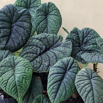 Alocasia Melo