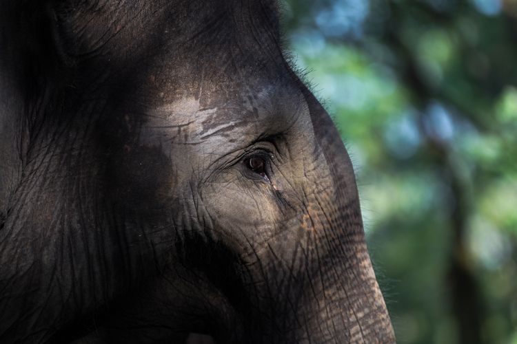 Gajah Sumatera (Elephas maximus sumatranus) jinak di kamp Elephant Response Unit (ERU) Kamp Margahayu, Taman Nasional Way Kambas, Lampung Timur, Minggu (30/7/2017).  Gajah-gajah jinak milik Elephant Response Unit dilatih untuk digunakan mengatasi konflik gajah liar dengan warga di sekitar kawasan hutan Taman Nasional Way Kambas. KOMPAS IMAGES/KRISTIANTO PURNOMO
