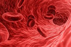Ciri-ciri Sel Darah Merah