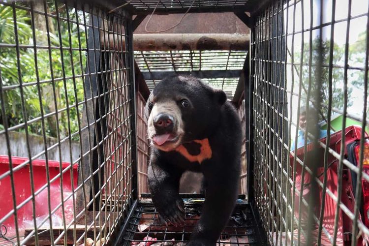 Beruang madu yang dievakuasi petugas BBKSDA Riau di Desa Alim, Kecamatan Batang Cenaku, Kabupaten Inhu, Riau, Kamis (16/2/2023).