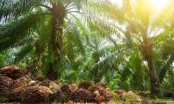 Laporan Mengejutkan: Cuma 19 Persen Perusahaan Sawit di Kalteng Lolos Administrasi