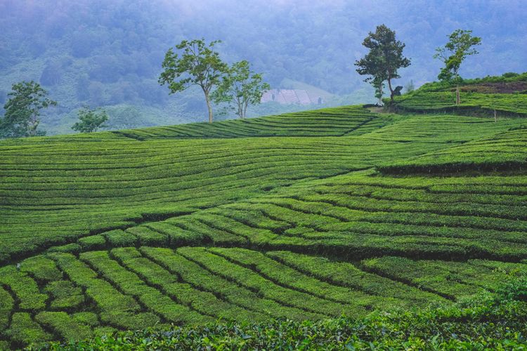 Kebun teh Ciater, Subang.