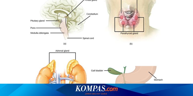 Apa Itu Hormon Manusia