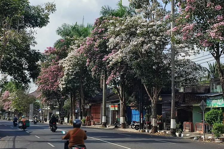 Mekar Serentak pada Oktober, Bunga Tabebuya Hiasi Jalan Kota hingga Kabupaten Magelang