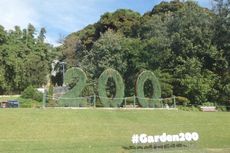 Jalan-jalan di Kebun Raya Berusia 200 Tahun di Jantung Kota Sydney 