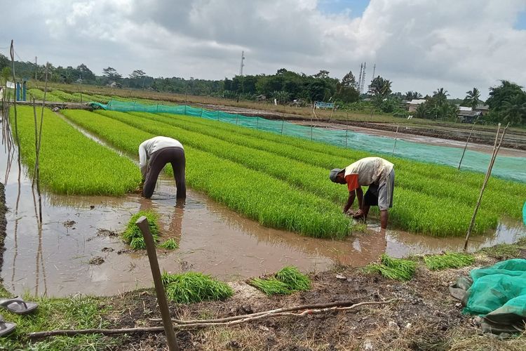 Lahan padi di Desa Namang, Bangka Tengah yang diolah menggunakan cadangan air yang tersisa, Senin (11/9/2023).