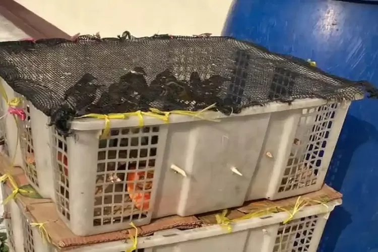 98 Burung Ditemukan dalam Bagasi Hiace di Bakauheni, Hendak Dibawa ke Cikarang