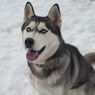 Mengenal Anjing Siberian Husky, dari Sejarah, Tampilan, hingga Naluri