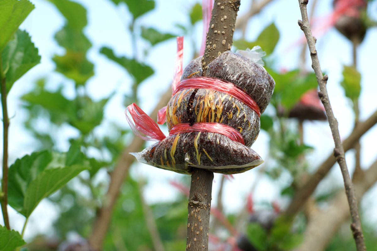 Ilustrasi cangkok tanaman, mencangkok tanaman. 