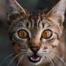 Sering Dikira Malas, Ini Alasan Kucing Doyan Tidur 