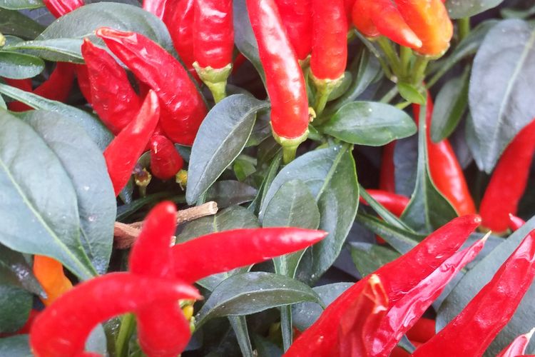 Penyebab tanaman cabai layu bisa bermacam-macam, bisa karena kebanyakan atau malah kekurangan air.