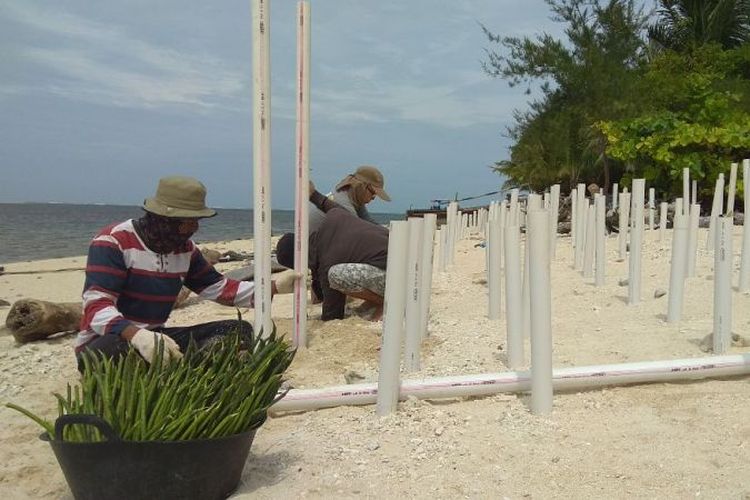 Penanaman mangrove yang dilakukan Komunitas Peduli Mangrove di Pulau Tikus, Bengkulu