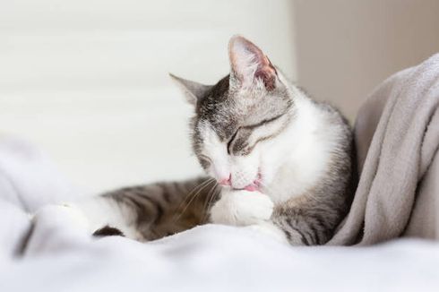 5 Alasan Mengapa Kucing Suka Menjilati Tubuhnya, Apa Saja?
