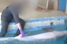 Penjaga Kebun Binatang di Belanda Dituduh Lakukan Pelecehan Seks terhadap Lumba-lumba