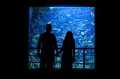 4 Tips Aquarium Date di Jakarta Aquarium & Safari, Simak Sebelum Kencan