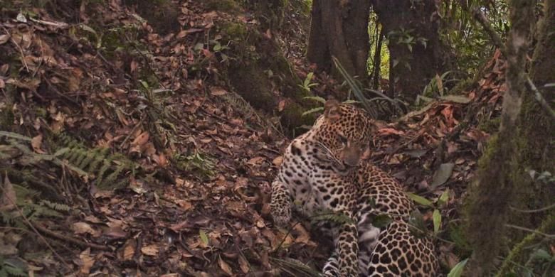 Macan tutul jawa (Panthera pardus melas) terekam oleh kamera jebakan di Taman Nasional Gunung Halimun Salak, Jawa Barat, 1 November 2012.