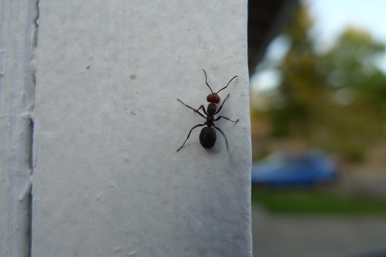 Semut berjalan di dinding menggunakan bantalan perekat, hingga rambut halus di kakinya. 