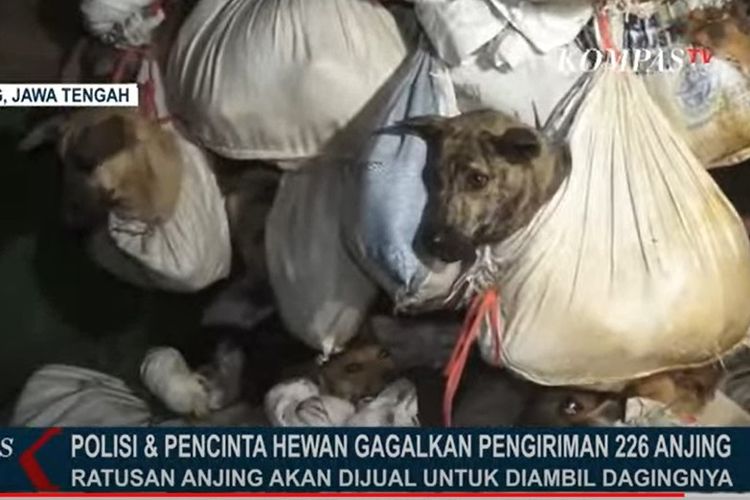 Truk pengangkut 226 ekor anjing disergap komunitas pencinta hewan dan polisi di Gerbang Tol Kalikangkung, Semarang, Jawa Tengah, Sabtu (6/1/2023) malam. Anjing-anjing itu diduga hendak dijagal, lalu dagingnya dikonsumsi.