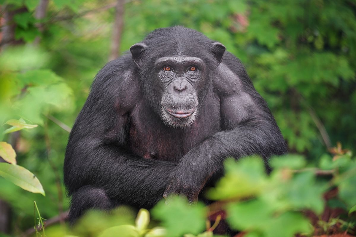 Ilustrasi simpanse. Manusia diketahui berbagi 98,8 persen DNA dengan simpanse dan bonobo, membuatnya sebagai sepupu terdekat primata tersebut.