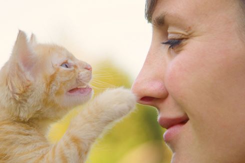 Mengapa Kucing Menyentuh Wajah Pemiliknya dengan Cakar?