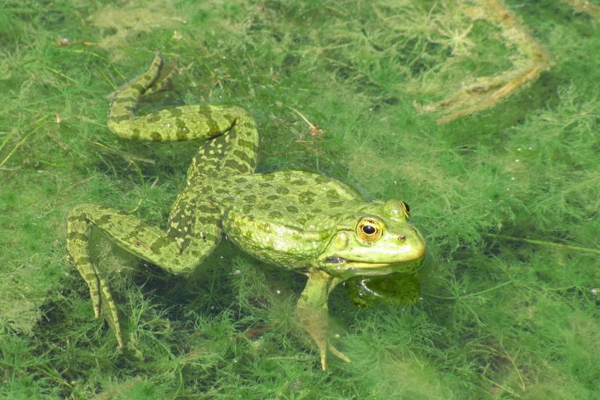 Ilustrasi hewan vertebrata.